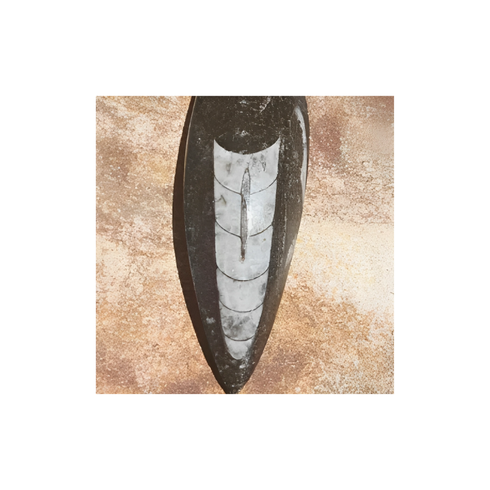 ORTHOCERA FOSSIL