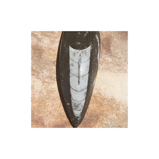ORTHOCERA FOSSIL