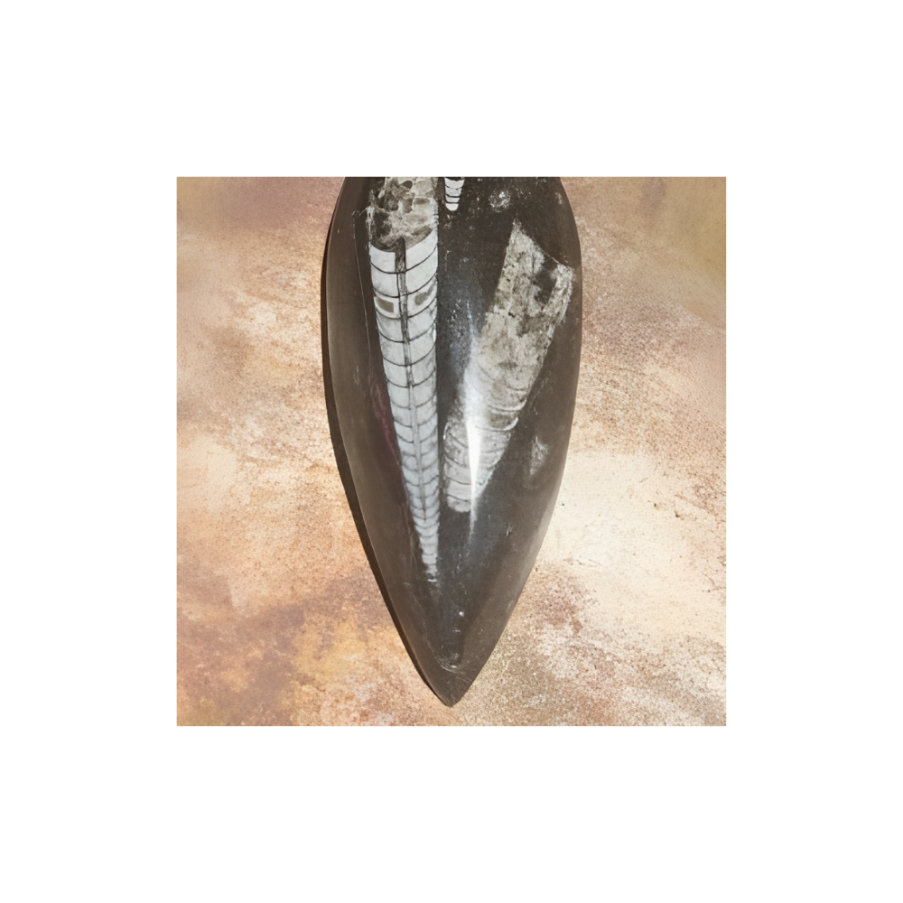 ORTHOCERA FOSSIL